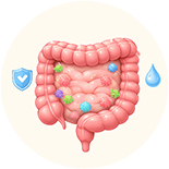 Gut health and internal balance